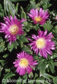 Delosperma sutherlandii